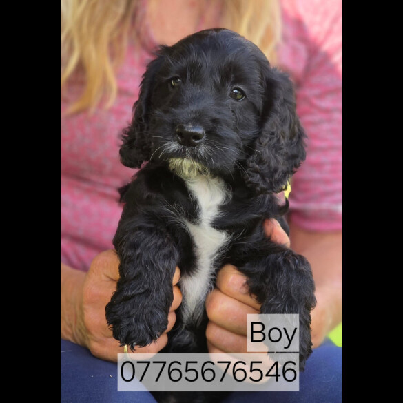Cockapoo - Both