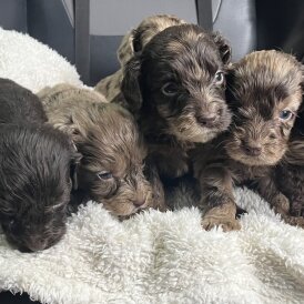 Cockapoo - Both