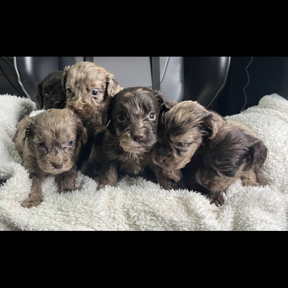 Cockapoo - Both