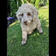 Cockapoo - Both