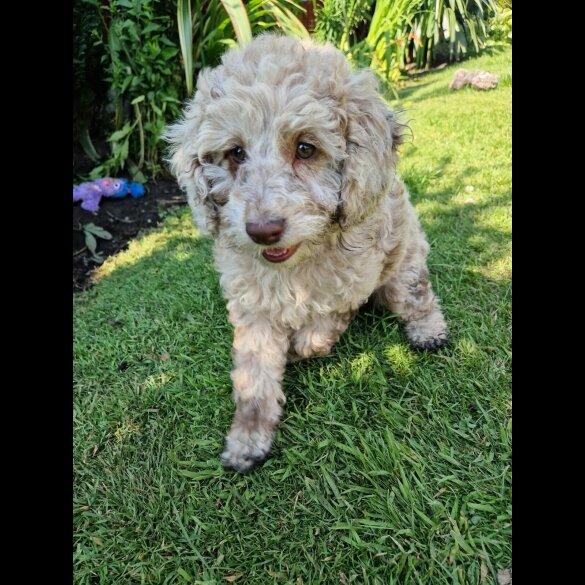 Cockapoo - Both