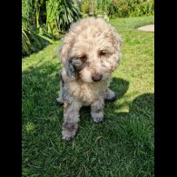 Cockapoo - Both
