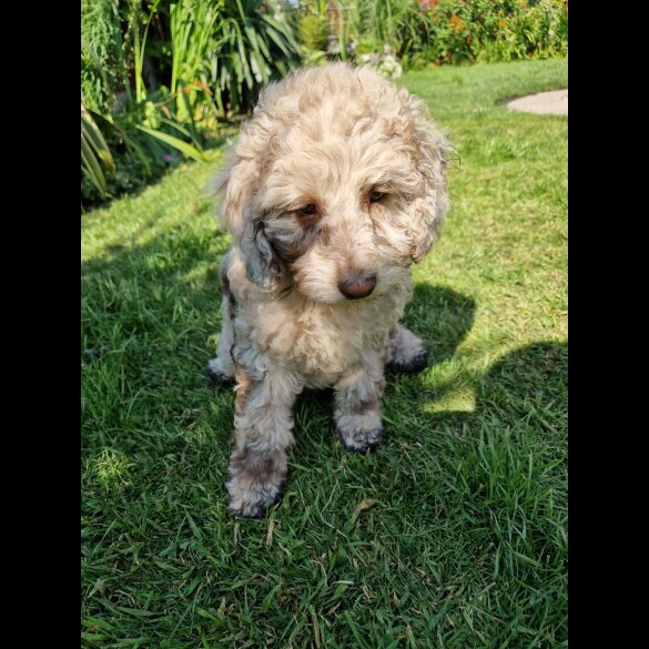 Cockapoo - Both
