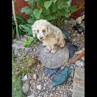Cockapoo - Both