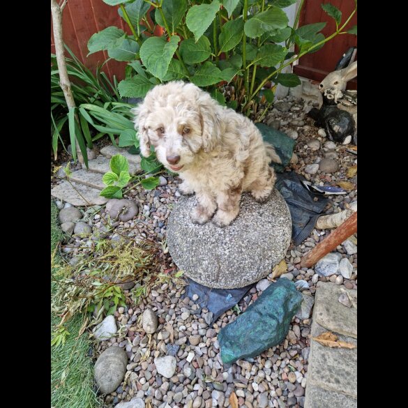 Cockapoo - Both