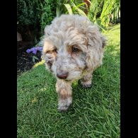 Cockapoo - Both