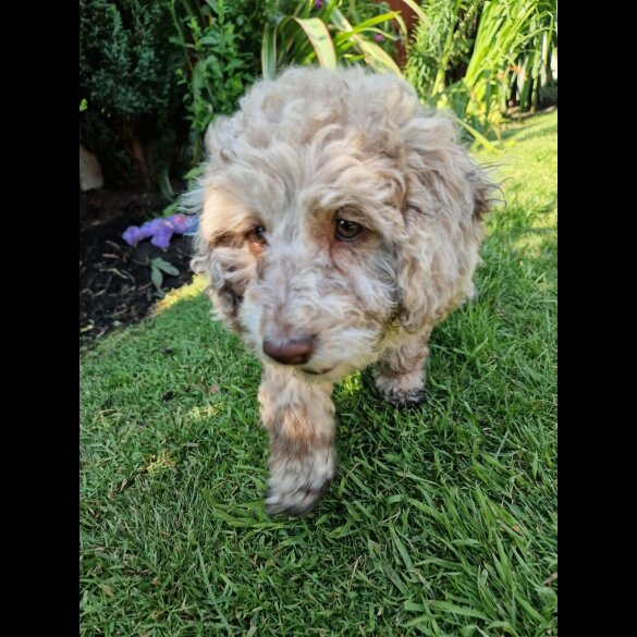 Cockapoo - Both