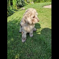 Cockapoo - Both