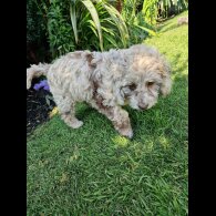 Cockapoo - Both