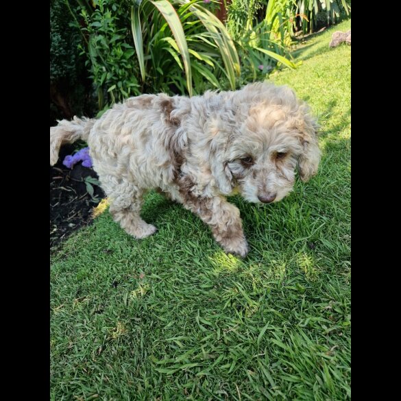 Cockapoo - Both