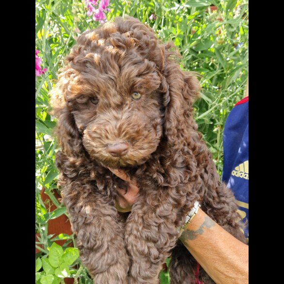 Cockapoo - Both