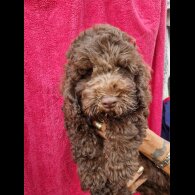 Cockapoo - Both
