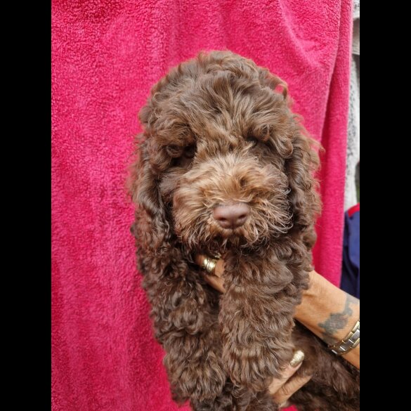 Cockapoo - Both