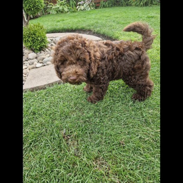 Cockapoo - Both