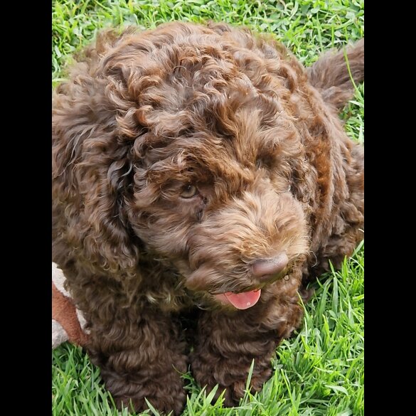 Cockapoo - Both