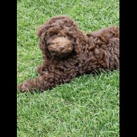Cockapoo - Both