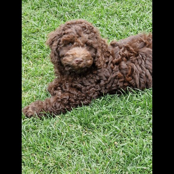 Cockapoo - Both