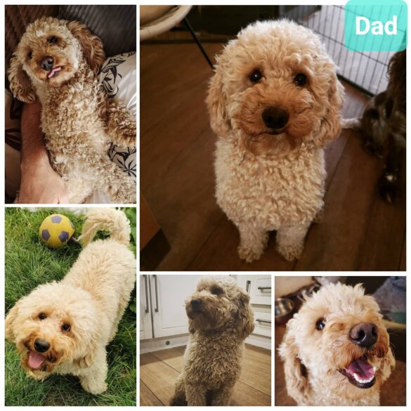 Cockapoo - Both