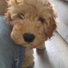 Cockapoo - Dogs