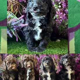 Cockapoo - Both
