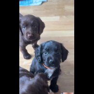 Cocker Spaniel (Show) - Both