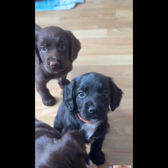 Cocker Spaniel (Show) - Both