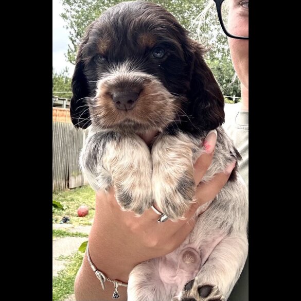 Cocker Spaniel (Working &amp; Show) - Both