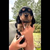 Cocker Spaniel (Working &amp; Show) - Both
