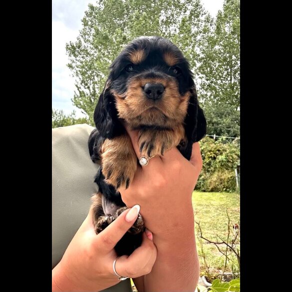 Cocker Spaniel (Working &amp; Show) - Both
