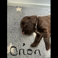 Cocker Spaniel (Show) - Both