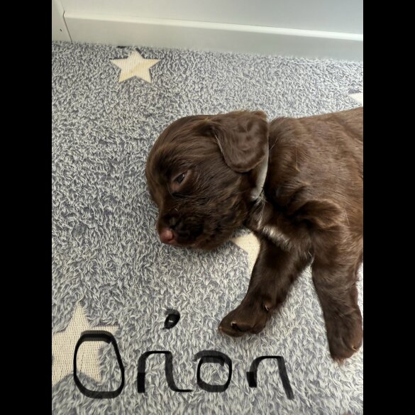 Cocker Spaniel (Show) - Both