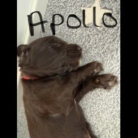 Cocker Spaniel (Show) - Both