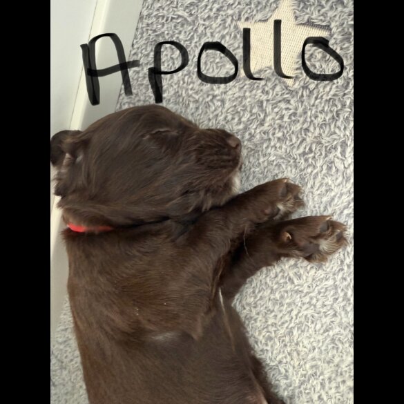 Cocker Spaniel (Show) - Both