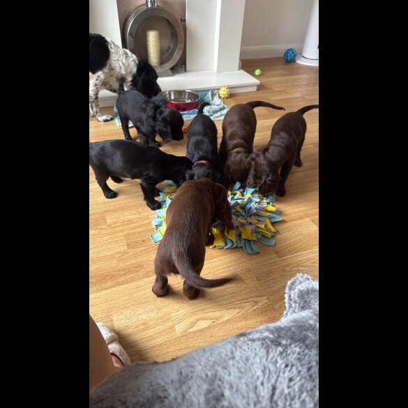 Cocker Spaniel (Show) - Both