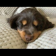 Cocker Spaniel (Working &amp; Show) - Both