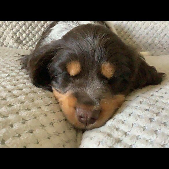 Cocker Spaniel (Working &amp; Show) - Both