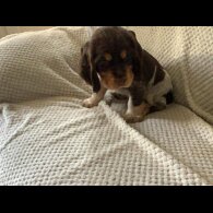 Cocker Spaniel (Working &amp; Show) - Both