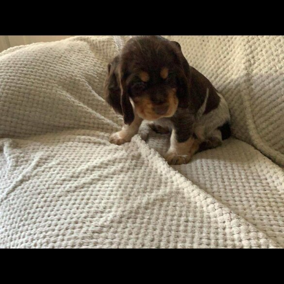 Cocker Spaniel (Working &amp; Show) - Both