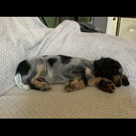 Cocker Spaniel (Working &amp; Show) - Both