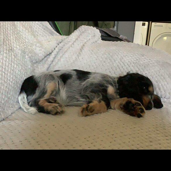 Cocker Spaniel (Working &amp; Show) - Both