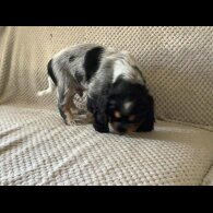 Cocker Spaniel (Working &amp; Show) - Both