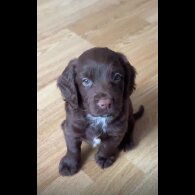 Cocker Spaniel (Show) - Both