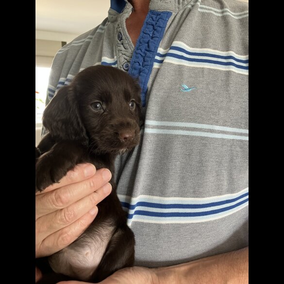 Cocker Spaniel (Working &amp; Show) - Both