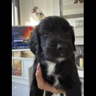 Cocker Spaniel (Show) - Both