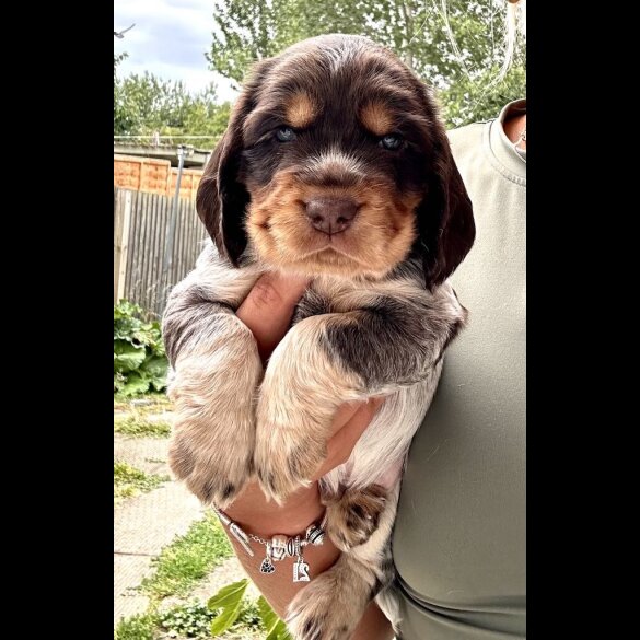 Cocker Spaniel (Working &amp; Show) - Both