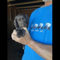 Cocker Spaniel (Working &amp; Show) - Both