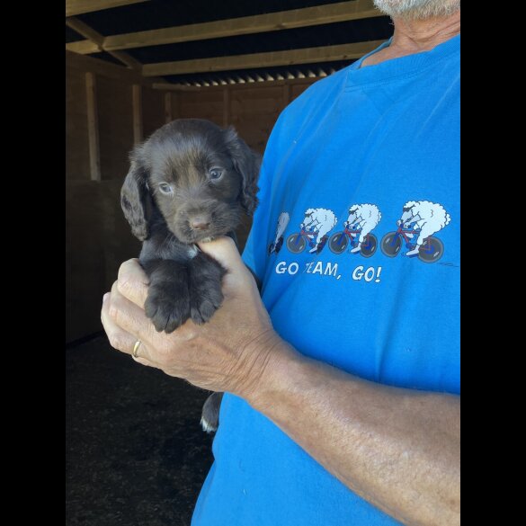 Cocker Spaniel (Working &amp; Show) - Both