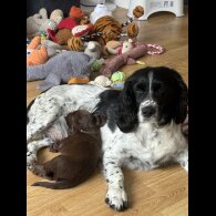 Cocker Spaniel (Show) - Both