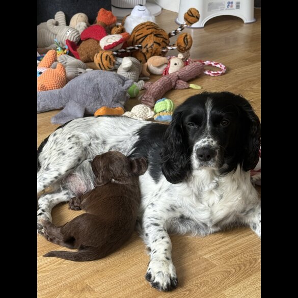 Cocker Spaniel (Show) - Both