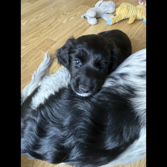 Cocker Spaniel (Show) - Both